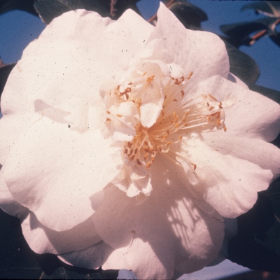 Jade Snow